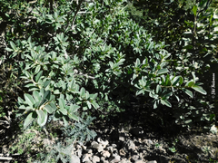 Archidasyphyllum diacanthoides