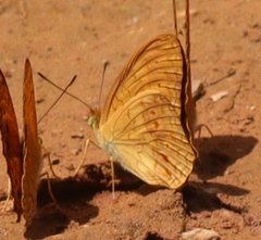 Phalanta