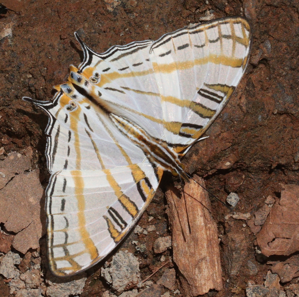 Cyrestis camillus