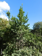 Archidasyphyllum diacanthoides