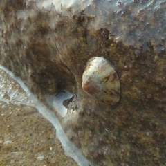 Cellana radiata