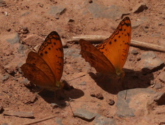 Phalanta eurytis eurytis