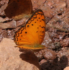 Phalanta eurytis eurytis