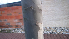 Platanaceae