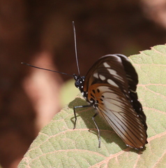 Pseudacraea