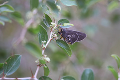 Coeliades anchises