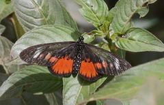 Pseudacraea