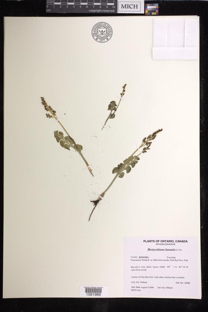 moonworts from Canada, Ontario, KENORA County, Peawanuck, Winisk R. ca