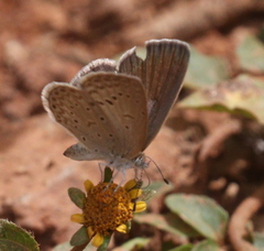 Zizeeria knysna knysna