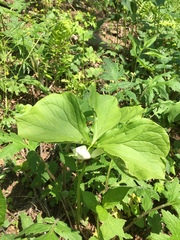 Trillium rugelii