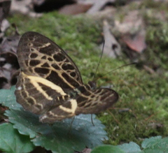 Catuna crithea