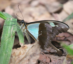 Papilio phorcas