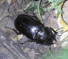 Prosopocoilus