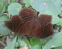 Junonia gregorii