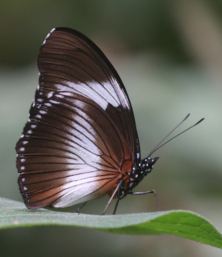 Scarce Blue Diadem