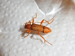 Xuthodes punctipennis