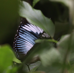 Hypolimnas monteironis