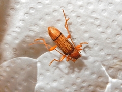 Xuthodes punctipennis