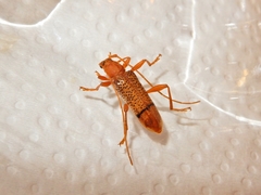 Xuthodes punctipennis