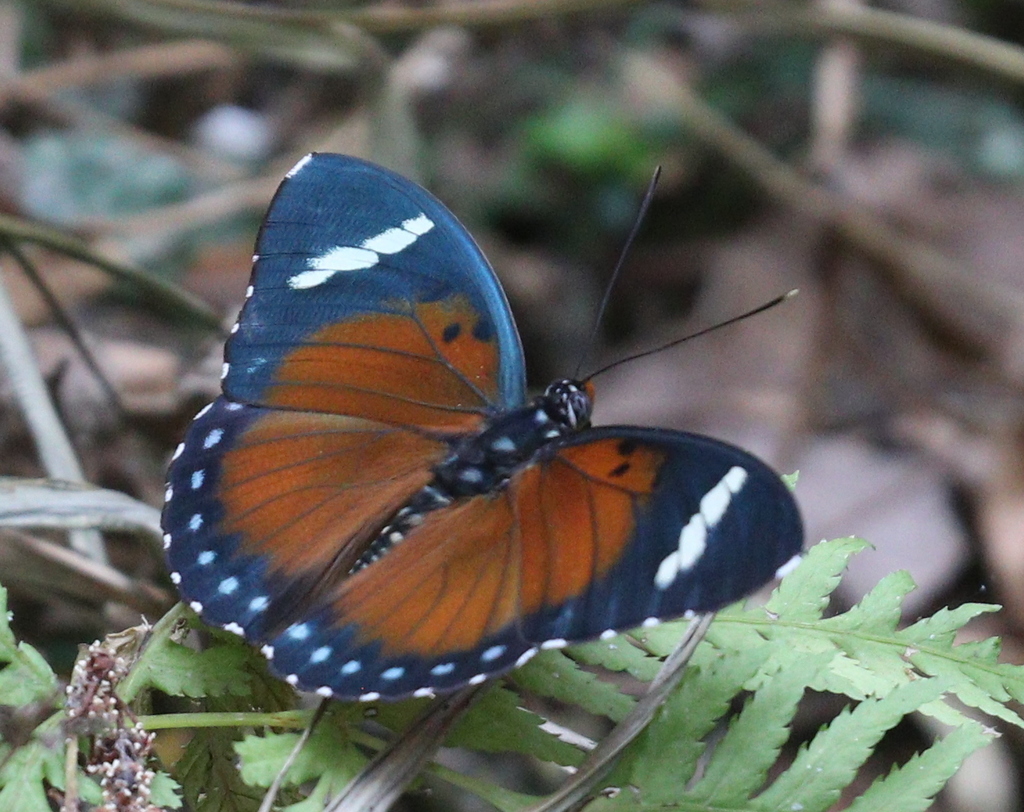 Euphaedra rattrayi