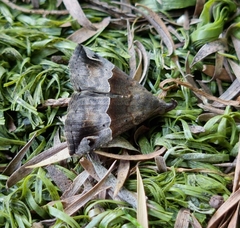 Dichromia erastrialis