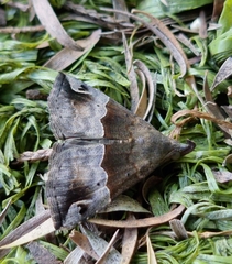 Dichromia erastrialis