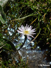 Erigeron andicola
