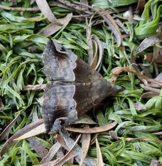 Dichromia erastrialis