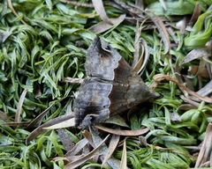 Dichromia erastrialis