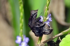Helias phalaenoides