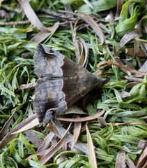 Dichromia erastrialis