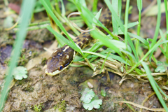Herpetoreas platyceps