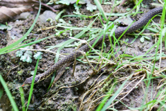 Herpetoreas platyceps