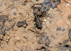 Cylindera psilica