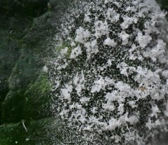 Podosphaera fuliginea