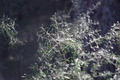 Rhamnus lycioides