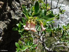Escallonia alpina