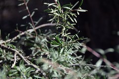 Rhamnus lycioides