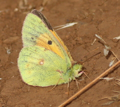 Colias electo