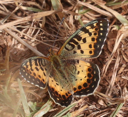 Hannington's Fritillary