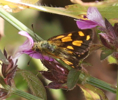 Metisella