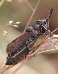Dictyophorus