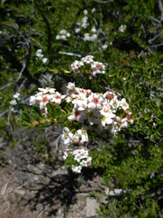 Escallonia virgata