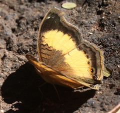 Junonia terea terea