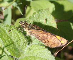 Metisella