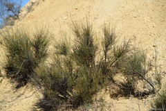 Osyris alba