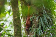 Heliosciurus mutabilis