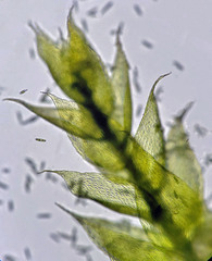 Isopterygiopsis muelleriana