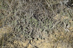 Teucrium gnaphalodes