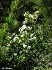 Eucryphia glutinosa